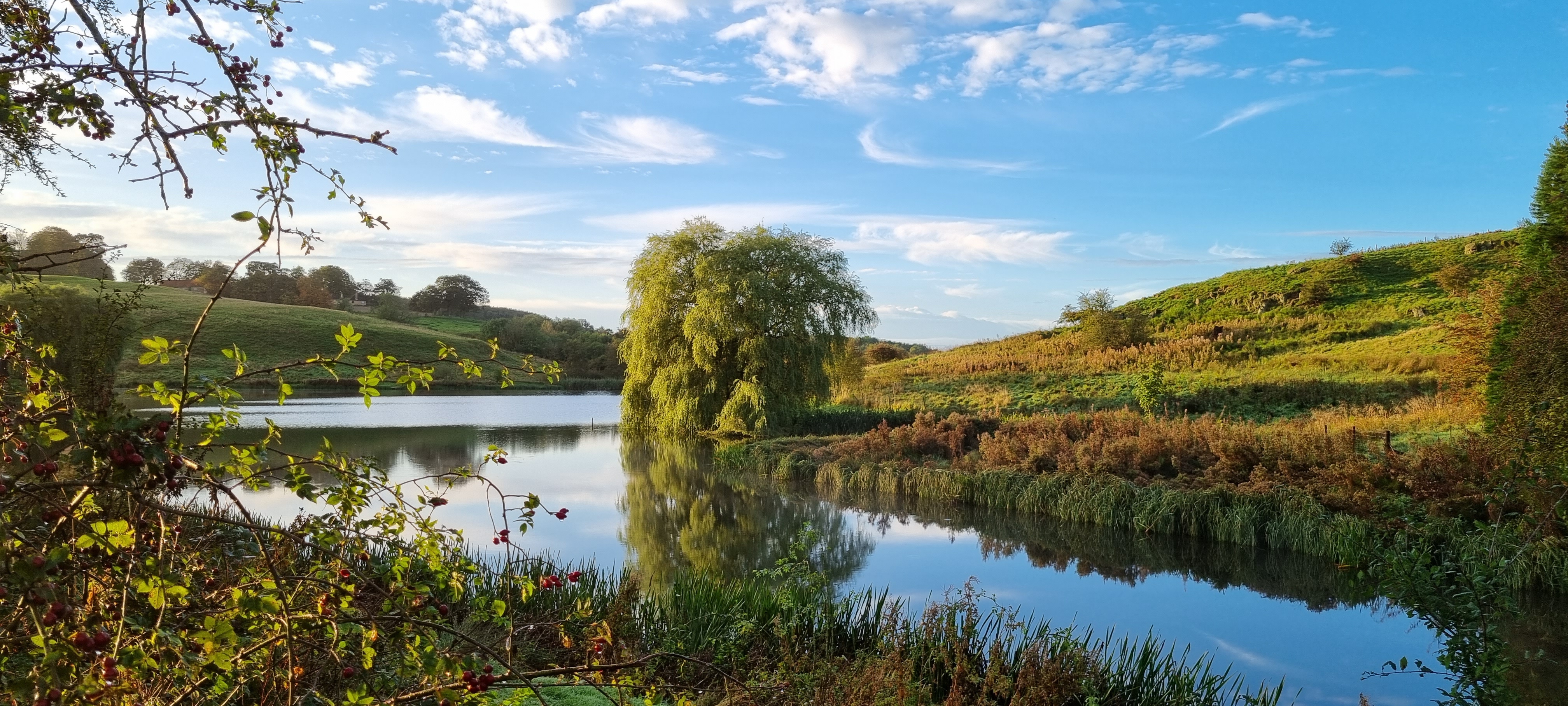 Tree on the water's edge at Otby Lake