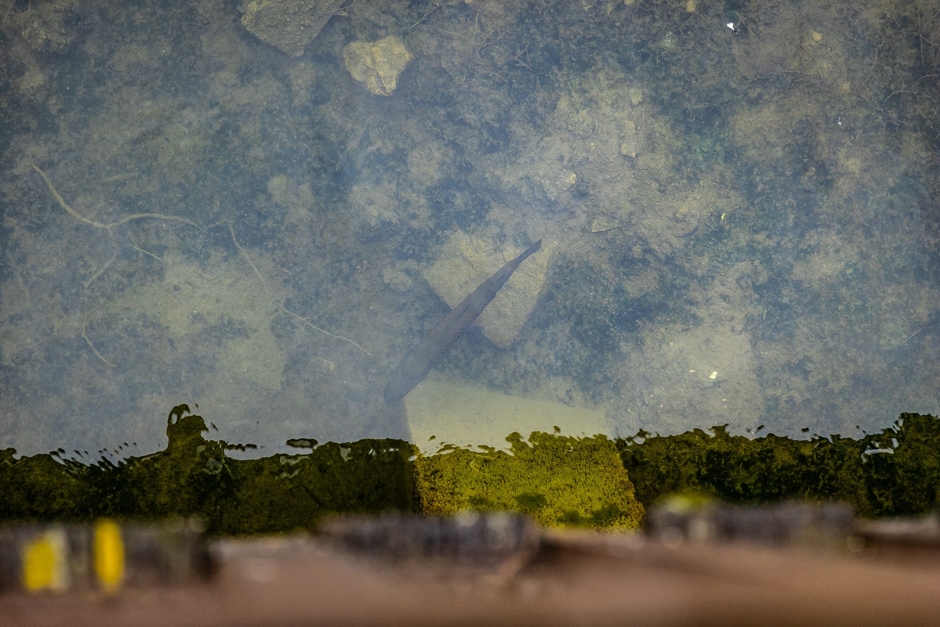 Polarized view of the lake showing fish swimming below the surface.