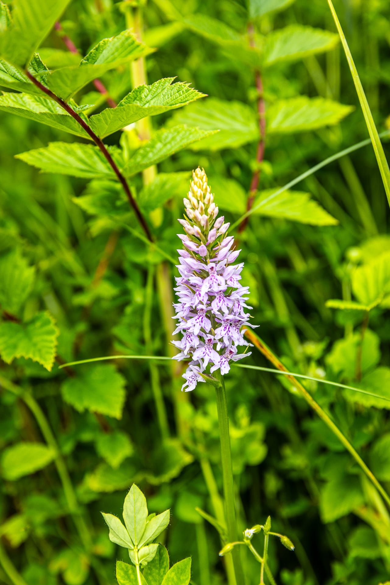 Common spotted orchid at Otby