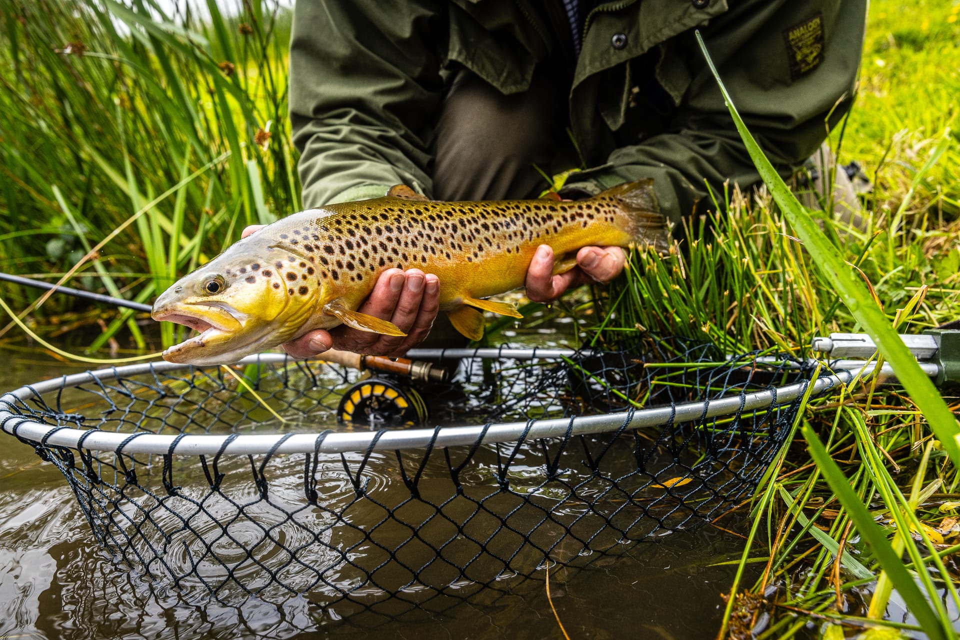 Beautiful Trout caught in fishing net