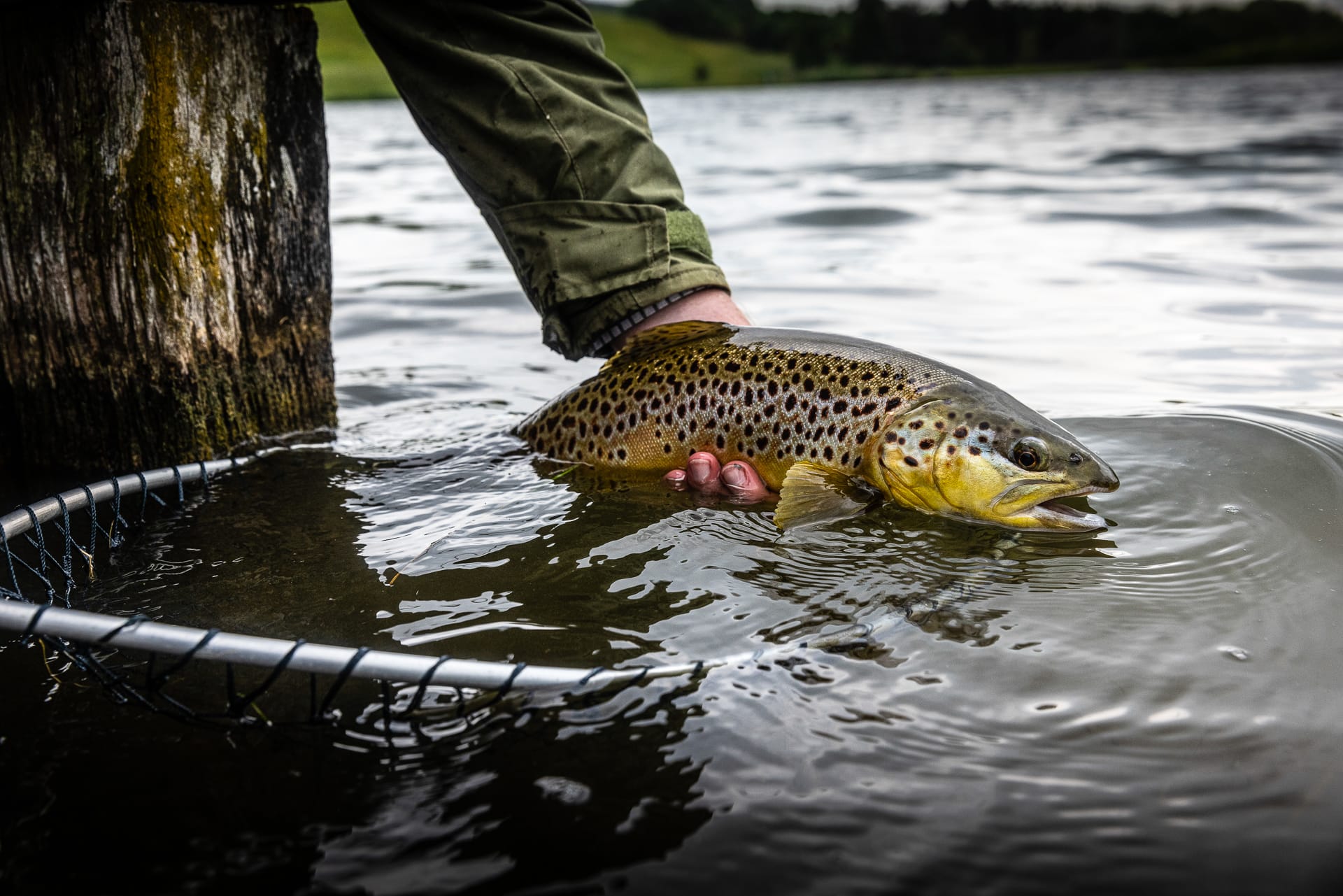 Trout caught in fishing net