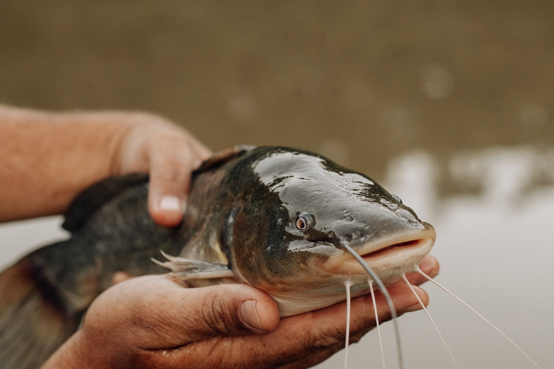 Catfish being held up in front of a body of water