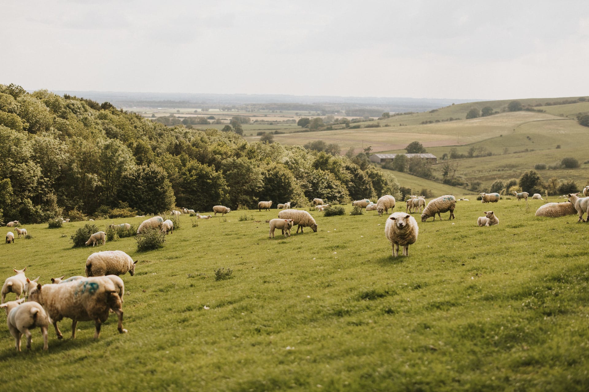 The Otby sheep flock enjoying their field