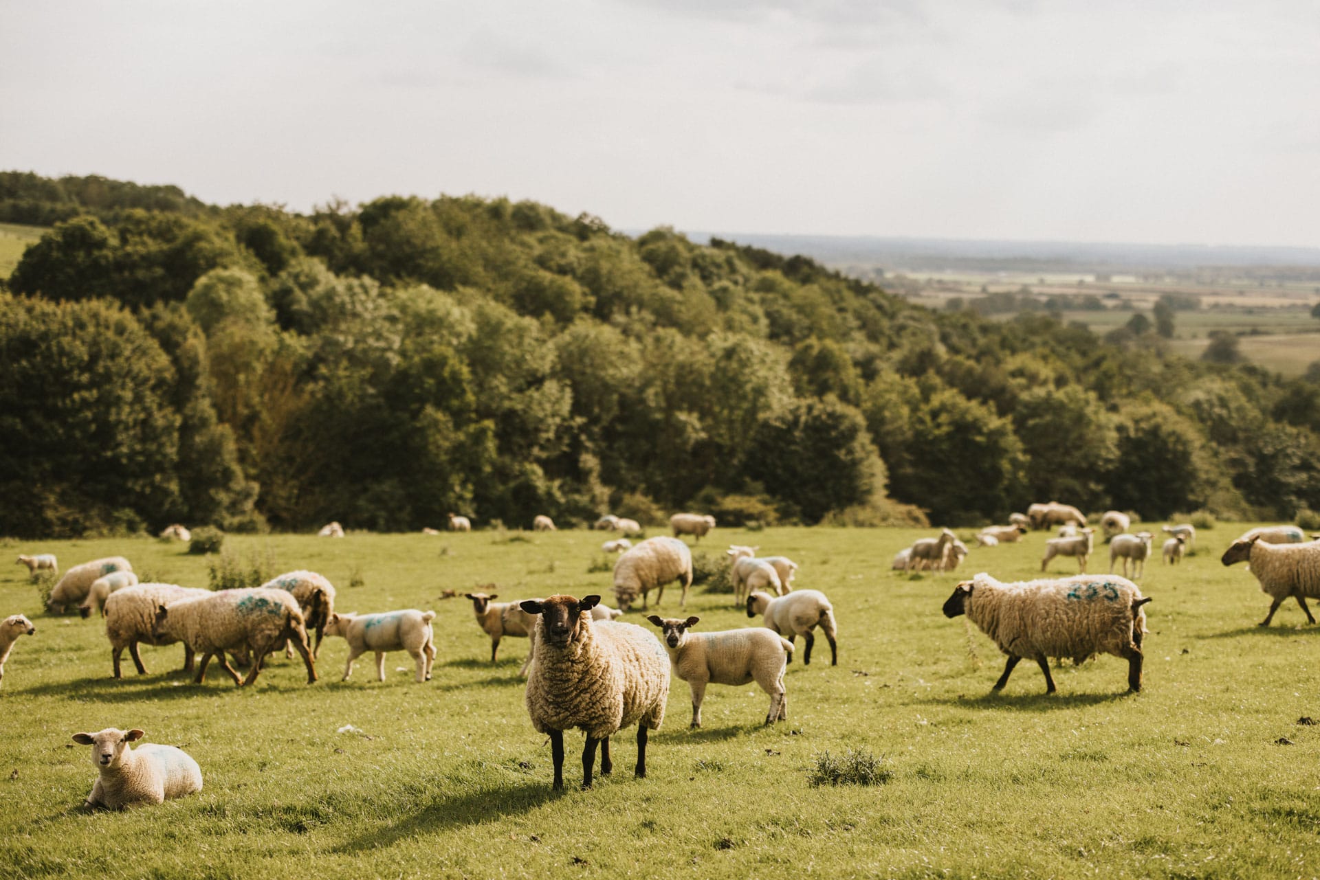 The Otby sheep flock enjoying their field