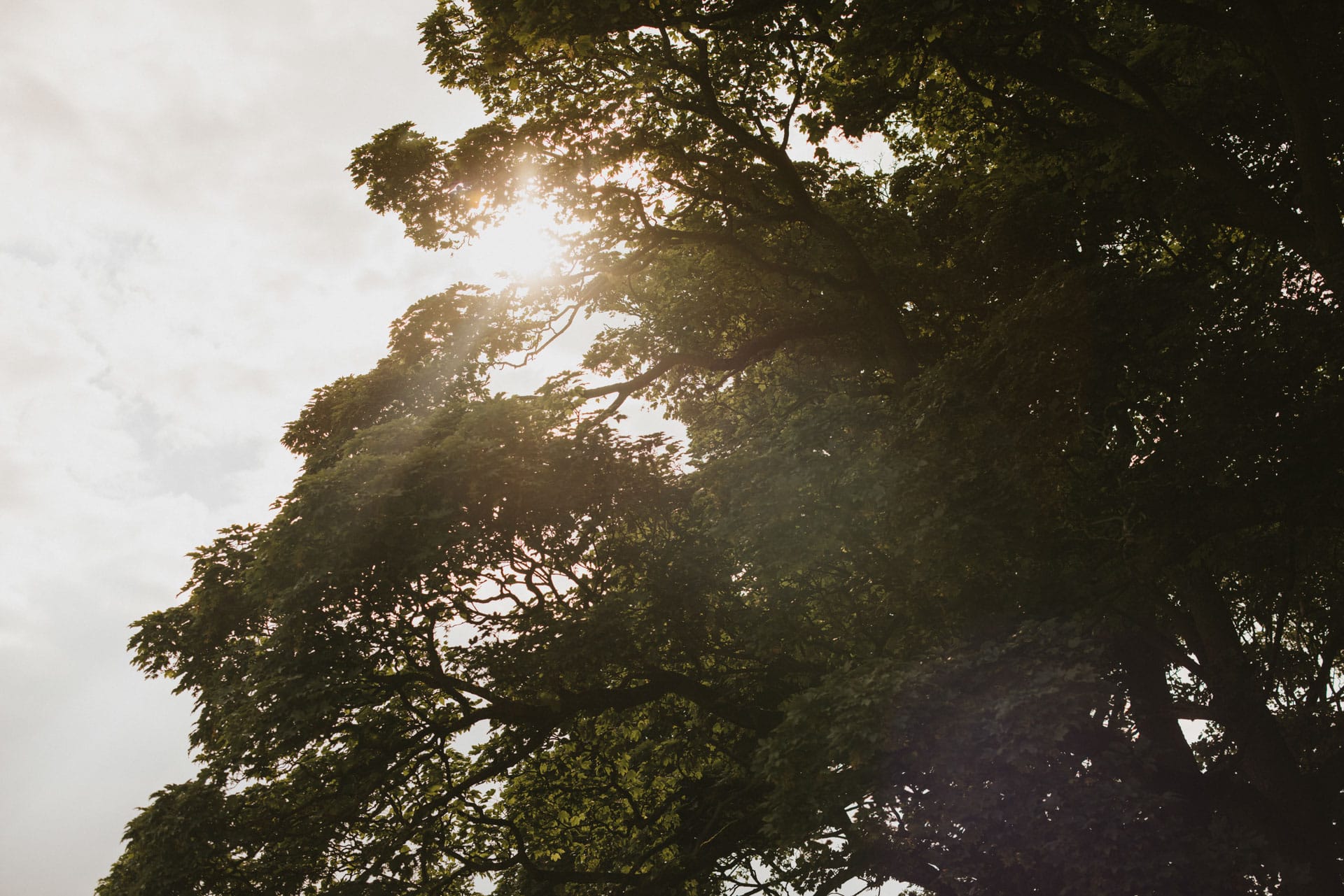 Sunlight peeping through the trees on a sunny day at Otby