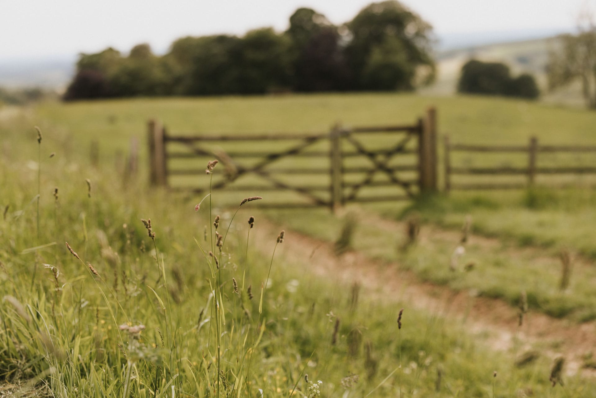 Ambient photo of grass with a field gate in the background